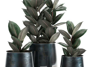 인테리어용 냄비에 있는 무화과나무 868 3D 모델