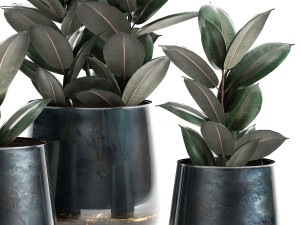 ficus trees in a pot for the interior 868 Model 3D