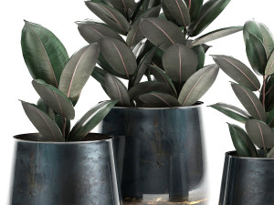 ficus trees in a pot for the interior 868 Model 3D