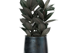 ficus trees in a pot for the interior 868 Model 3D
