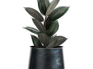 ficus trees in a pot for the interior 868 Model 3D