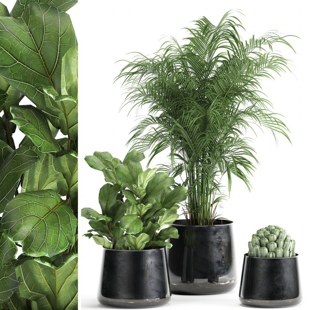 houseplants in a pot for the interior 869 3D Model .c4d .max .obj .3ds .fbx .stl .blend 