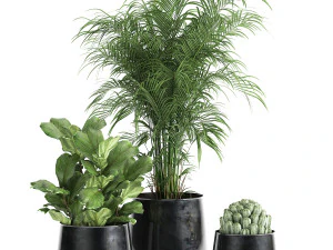 plantas de casa em vaso para o interior 869 Modelo 3D