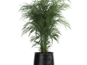 plantas de casa em vaso para o interior 869 Modelo 3D
