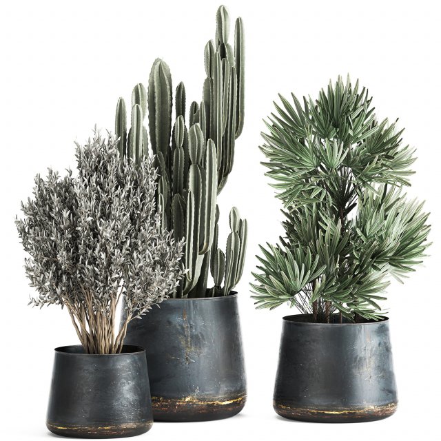 houseplants in a pot for the interior 870 Modèle 3D .c4d .max .obj .3ds .fbx .stl .blend 