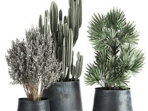 Zimmerpflanzen im Topf f&uuml;r den Innenbereich 870 3D Modell