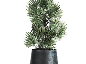 houseplants in a pot for the interior 870 Modèle 3D