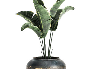 houseplants in a pot for the interior 871 3D Model