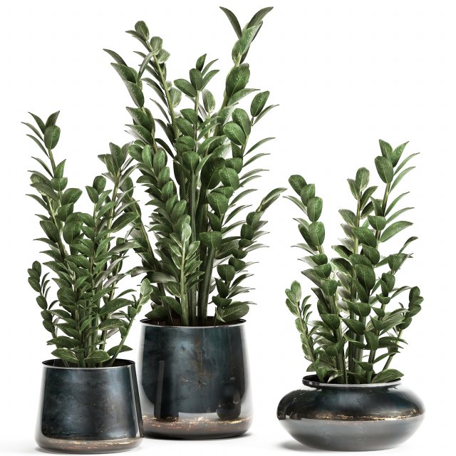zamioculcas in a flowerpot for the interior 871 Modello 3D .c4d .max .obj .3ds .fbx .stl .blend 