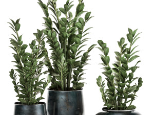 zamioculcas in a flowerpot for the interior 871 3Dモデル