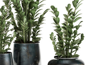 zamioculcas in a flowerpot for the interior 871 Modello 3D