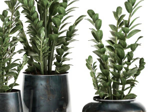 zamioculcas in a flowerpot for the interior 871 3D Model