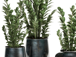 zamioculcas in a flowerpot for the interior 871 Modello 3D