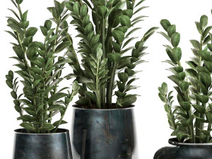 zamioculcas in a flowerpot for the interior 871 3D Model