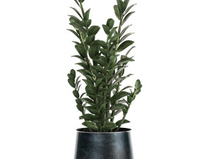 zamioculcas in a flowerpot for the interior 871 Modello 3D