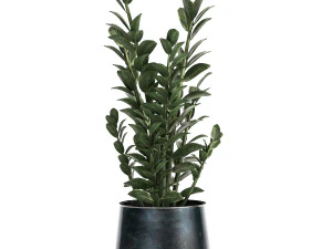 zamioculcas in a flowerpot for the interior 871 3D Model