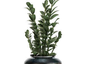 zamioculcas in a flowerpot for the interior 871 Modello 3D