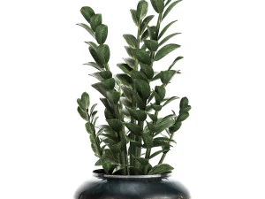 zamioculcas in a flowerpot for the interior 871 3D Model