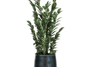 zamioculcas in a flowerpot for the interior 871 3D Model