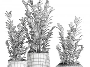 zamioculcas in a flowerpot for the interior 871 Modello 3D