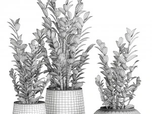 zamioculcas in a flowerpot for the interior 871 3D Model