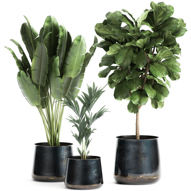 houseplants in a pot for the interior 873 3Dモデル .c4d .max .obj .3ds .fbx .stl .blend 
