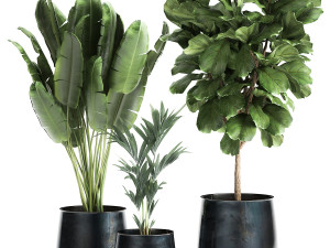 houseplants in a pot for the interior 873 3D Model