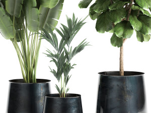 houseplants in a pot for the interior 873 3Dモデル