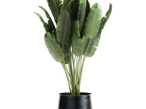 houseplants in a pot for the interior 873 3Dモデル