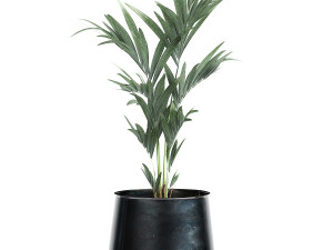 houseplants in a pot for the interior 873 3Dモデル