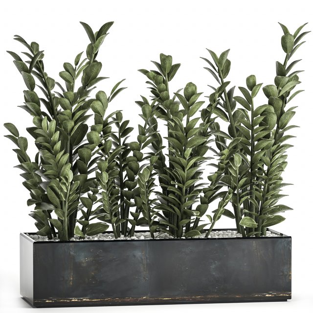 zamioculcas in a flowerpot for the interior 874 3D Model .c4d .max .obj .3ds .fbx .stl .blend 