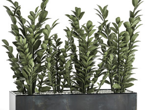 zamioculcas in a flowerpot for the interior 874 3Dモデル