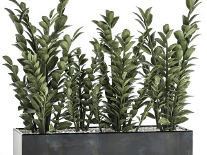 zamioculcas w doniczce do wnętrz 874 Model 3D