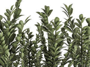 zamioculcas in a flowerpot for the interior 874 3D Model