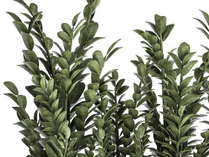 zamioculcas in a flowerpot for the interior 874 3D Model