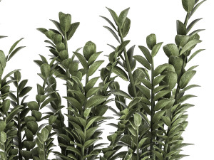 zamioculcas in a flowerpot for the interior 874 3D Model