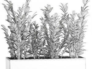 zamioculcas in a flowerpot for the interior 874 3D Model