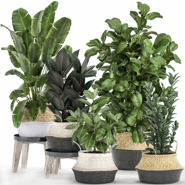 plants in rattan basket for the interior 874 Model 3D .c4d .max .obj .3ds .fbx .stl .blend 