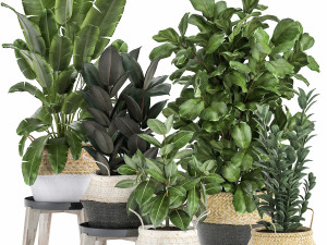 plants in rattan basket for the interior 874 Model 3D