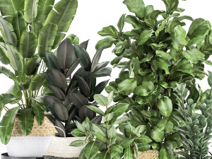 plants in rattan basket for the interior 874 Model 3D