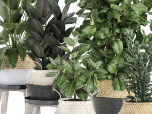 plants in rattan basket for the interior 874 Model 3D