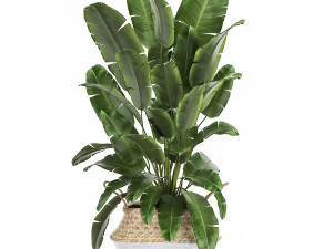 plants in rattan basket for the interior 874 Model 3D