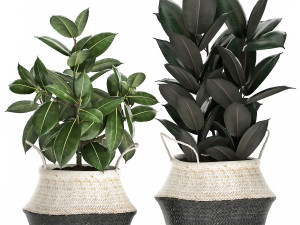 plants in rattan basket for the interior 874 Model 3D