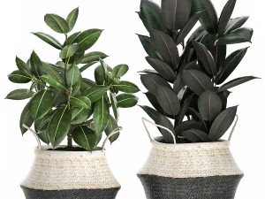 plants in rattan basket for the interior 874 3D Model