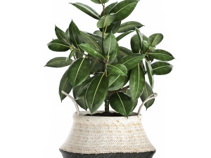 plants in rattan basket for the interior 874 Model 3D