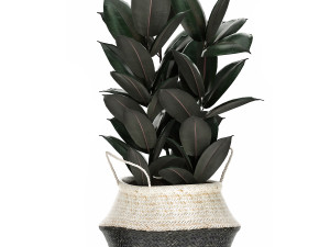 plants in rattan basket for the interior 874 Model 3D
