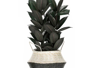 plants in rattan basket for the interior 874 3D Model