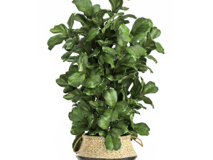 plants in rattan basket for the interior 874 Model 3D