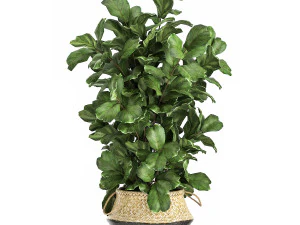 plants in rattan basket for the interior 874 3D Model