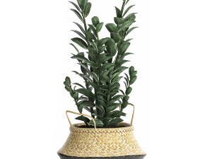 plants in rattan basket for the interior 874 Model 3D
